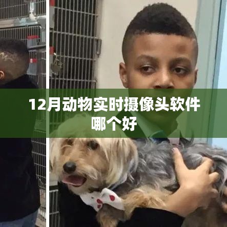 12月熱門(mén)動(dòng)物實(shí)時(shí)攝像頭軟件推薦