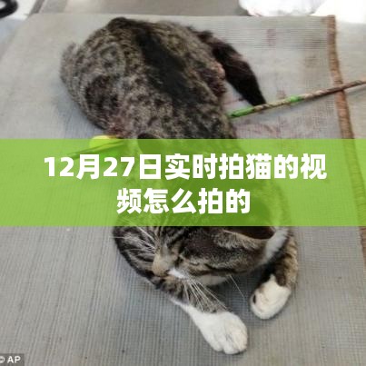 12月27日實(shí)拍貓咪，拍攝技巧與分享