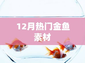 精選金魚素材，12月熱門大放送