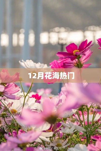12月花海盛景，繽紛浪漫成熱門話題