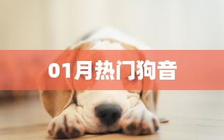 最新熱門狗音風(fēng)潮來(lái)襲！一月不容錯(cuò)過(guò)！