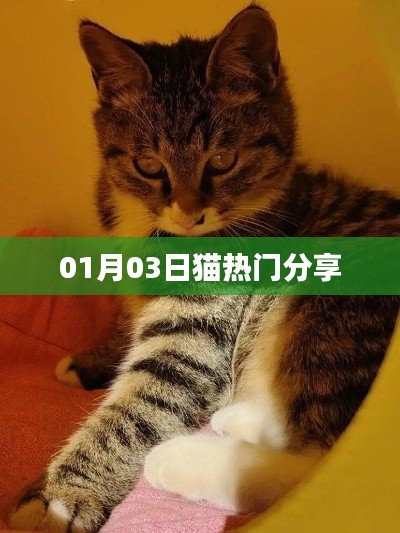 貓熱門分享，最新動(dòng)態(tài)一網(wǎng)打盡