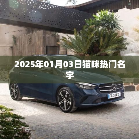 2025年貓咪熱門名字榜單揭曉