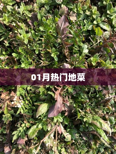 精選，一月熱門(mén)地方特色菜嘗鮮指南