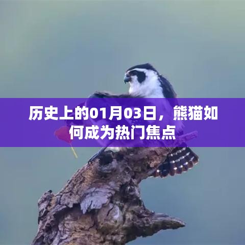 熊貓成為熱門焦點(diǎn)的歷史時(shí)刻，一月三日回顧