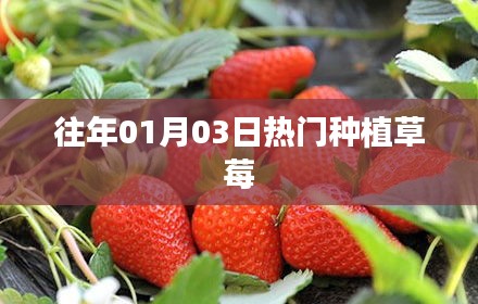 草莓種植熱潮，歷年一月三日盛況回顧