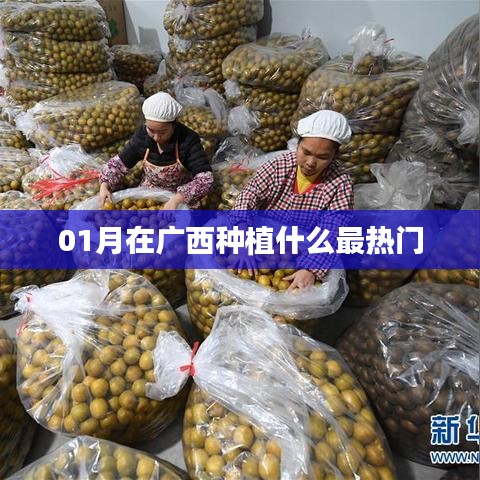 廣西一月份熱門種植作物推薦