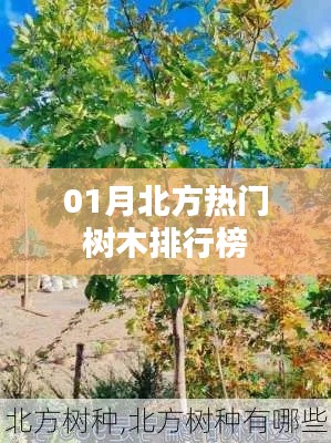 北方熱門樹木排行榜揭曉