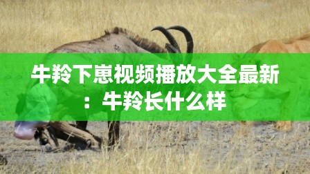 牛羚下崽視頻播放大全最新：牛羚長什么樣 