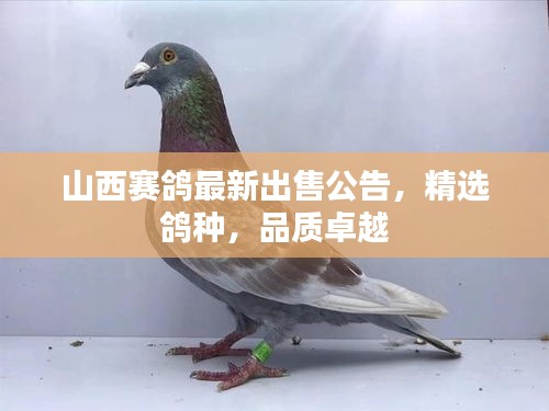 山西賽鴿最新出售公告，精選鴿種，品質(zhì)卓越