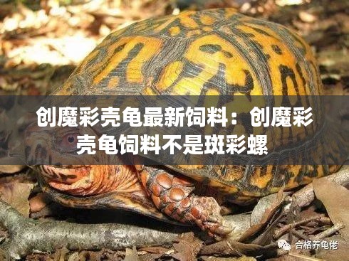 創(chuàng)魔彩殼龜最新飼料：創(chuàng)魔彩殼龜飼料不是斑彩螺 