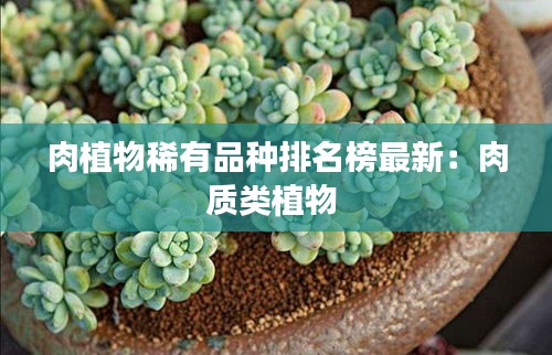 肉植物稀有品種排名榜最新：肉質(zhì)類植物 