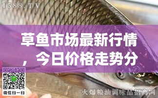 草魚市場最新行情，今日價格走勢分析，市場趨勢及影響因素探討