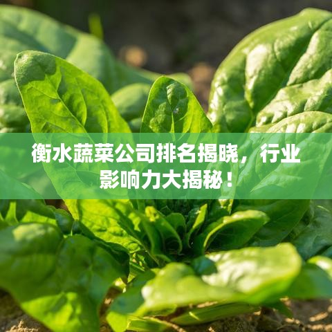 衡水蔬菜公司排名揭曉，行業(yè)影響力大揭秘！