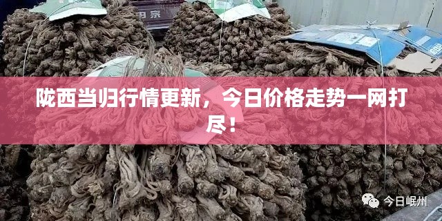 隴西當(dāng)歸行情更新，今日價(jià)格走勢(shì)一網(wǎng)打盡！