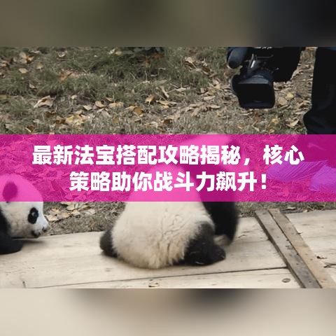 最新法寶搭配攻略揭秘，核心策略助你戰(zhàn)斗力飆升！