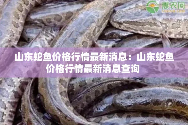 山東蛇魚價格行情最新消息：山東蛇魚價格行情最新消息查詢 