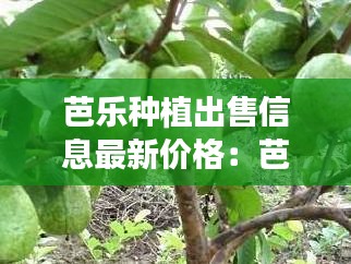芭樂種植出售信息最新價(jià)格：芭樂最新品種 