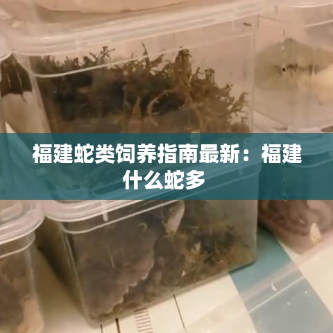 福建蛇類飼養(yǎng)指南最新：福建什么蛇多 