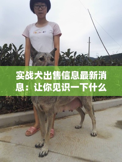 實戰(zhàn)犬出售信息最新消息：讓你見識一下什么叫實戰(zhàn) 