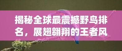 揭秘全球最震撼野鳥(niǎo)排名，展翅翱翔的王者風(fēng)采！