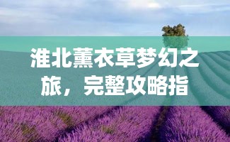 淮北薰衣草夢幻之旅，完整攻略指南