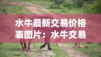水牛最新交易價(jià)格表圖片：水牛交易市場(chǎng)視頻 