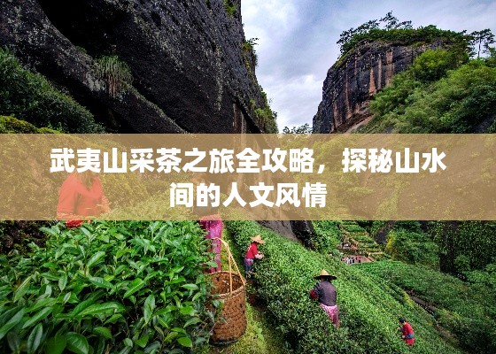 武夷山采茶之旅全攻略，探秘山水間的人文風(fēng)情