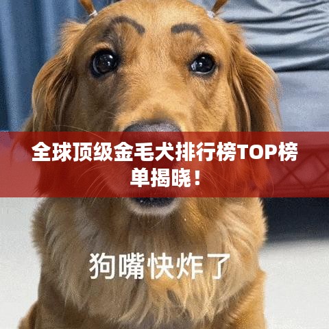 全球頂級(jí)金毛犬排行榜TOP榜單揭曉！