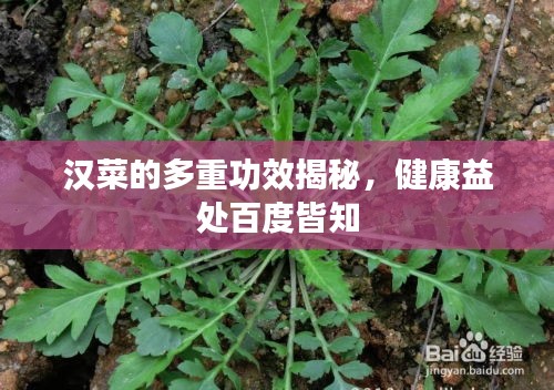 漢菜的多重功效揭秘，健康益處百度皆知