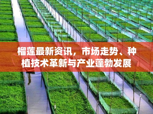 榴蓮最新資訊，市場走勢(shì)、種植技術(shù)革新與產(chǎn)業(yè)蓬勃發(fā)展