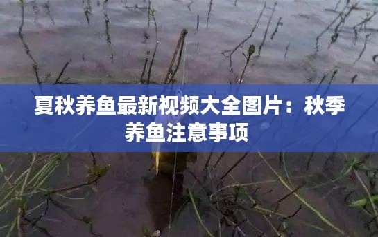 夏秋養(yǎng)魚最新視頻大全圖片：秋季養(yǎng)魚注意事項 