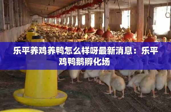 樂(lè)平養(yǎng)雞養(yǎng)鴨怎么樣呀最新消息：樂(lè)平雞鴨鵝孵化場(chǎng) 