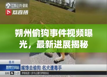 朔州偷狗事件視頻曝光，最新進(jìn)展揭秘