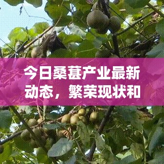 今日桑葚產(chǎn)業(yè)最新動態(tài)，繁榮現(xiàn)狀和未來展望