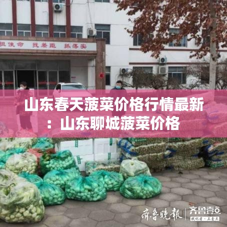 山東春天菠菜價(jià)格行情最新：山東聊城菠菜價(jià)格 