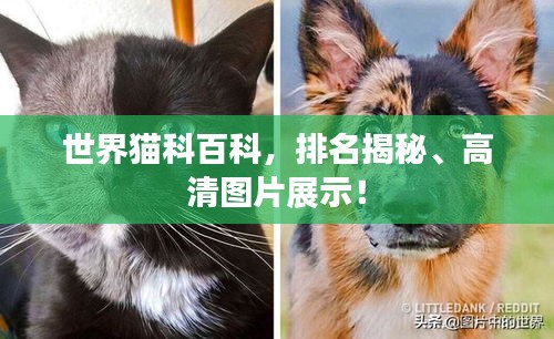 世界貓科百科，排名揭秘、高清圖片展示！