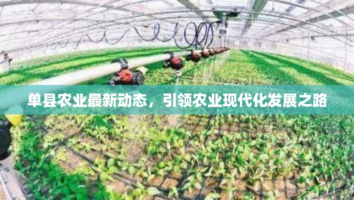 單縣農(nóng)業(yè)最新動(dòng)態(tài)，引領(lǐng)農(nóng)業(yè)現(xiàn)代化發(fā)展之路