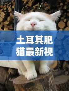 土耳其肥貓最新視頻大全：土耳其貓貓 