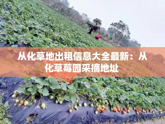 從化草地出租信息大全最新：從化草莓園采摘地址 