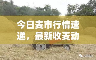 今日麥?zhǔn)行星樗龠f，最新收麥動(dòng)態(tài)一網(wǎng)打盡