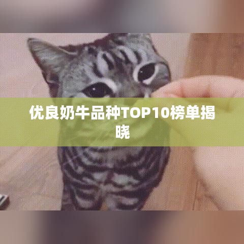 優(yōu)良奶牛品種TOP10榜單揭曉