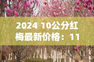 2024 10公分紅梅最新價格：11公分紅梅花價格 