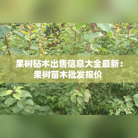 果樹砧木出售信息大全最新：果樹苗木批發(fā)報價 