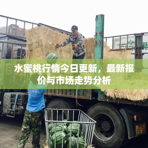 水蜜桃行情今日更新，最新報(bào)價(jià)與市場(chǎng)走勢(shì)分析