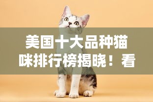 美國十大品種貓咪排行榜揭曉！看哪些貓咪最受歡迎！