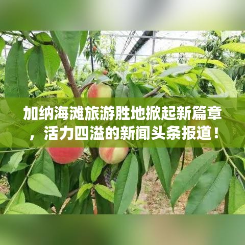 加納海灘旅游勝地掀起新篇章，活力四溢的新聞?lì)^條報(bào)道！