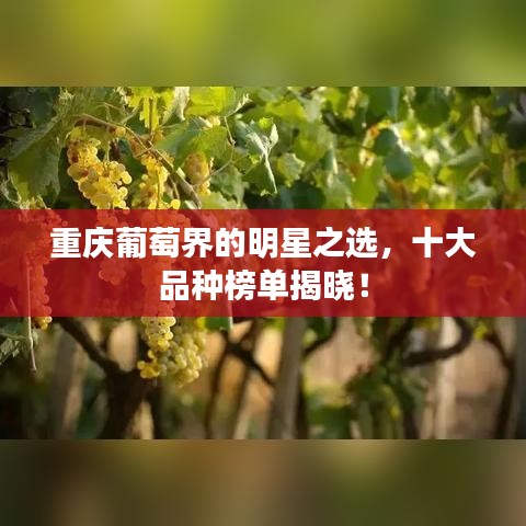 重慶葡萄界的明星之選，十大品種榜單揭曉！