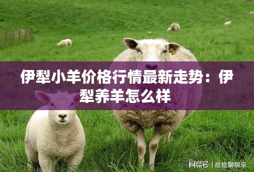 伊犁小羊價格行情最新走勢：伊犁養(yǎng)羊怎么樣 