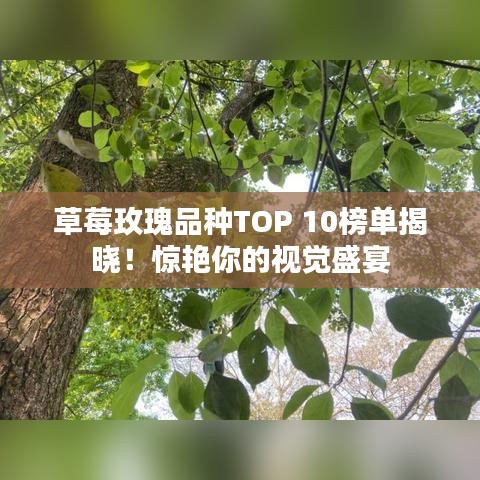 草莓玫瑰品種TOP 10榜單揭曉！驚艷你的視覺盛宴